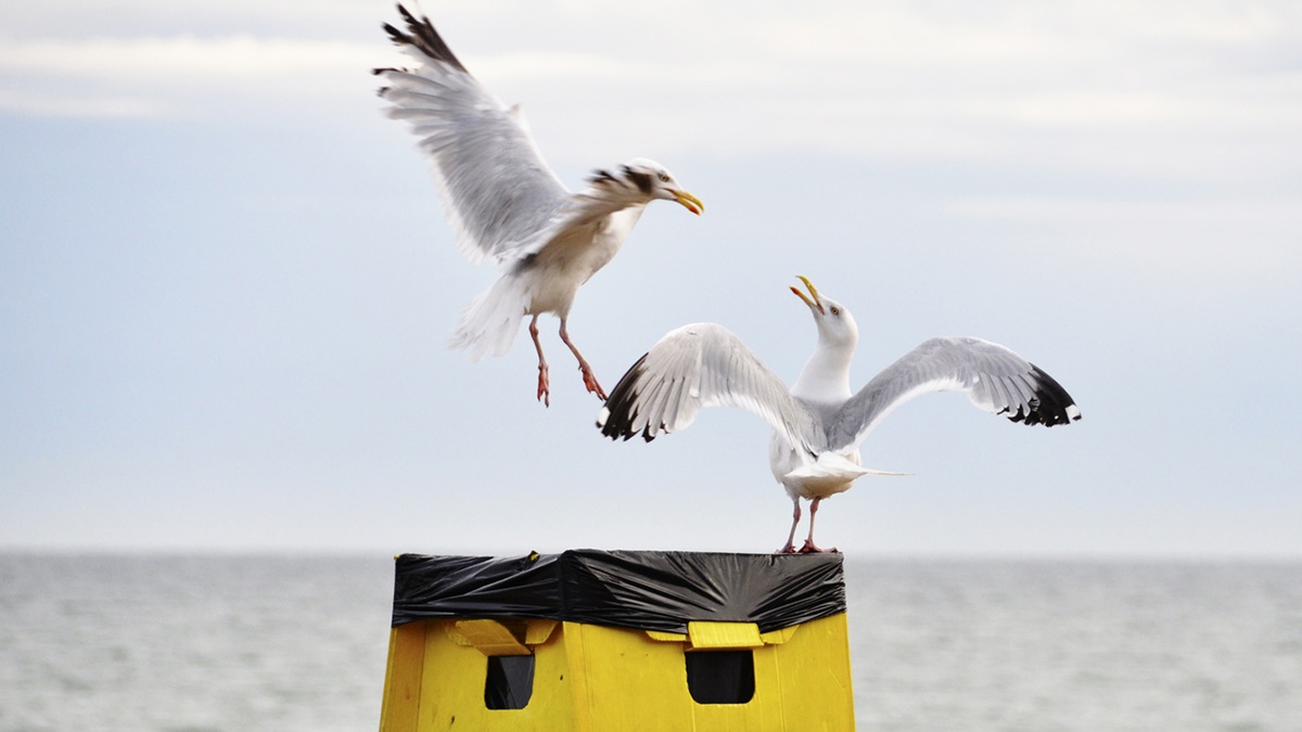 Nuisance bird issues Nuisance bird issues